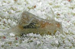 The Blue-Ring Sea Hare is pretty rare, and this is the fi... by Jim Chambers 